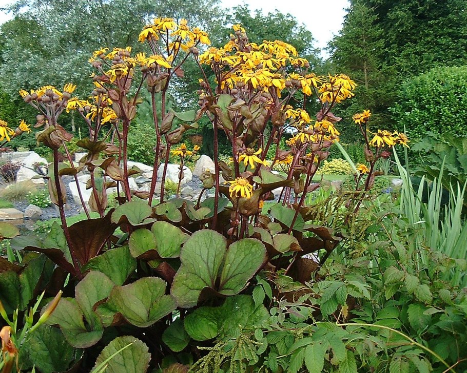 Бузульник корневище