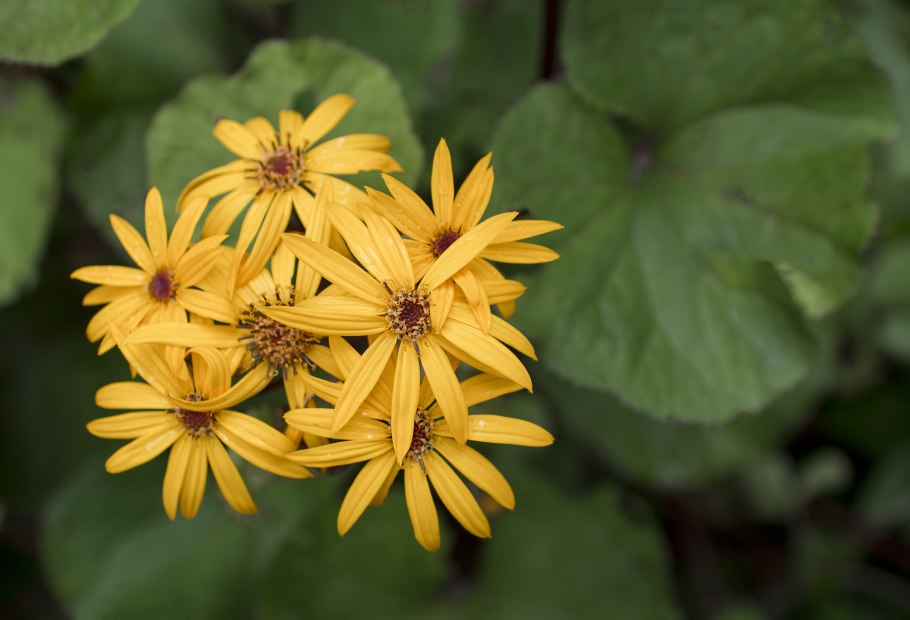 Бузульник бритт мари кроуфорд