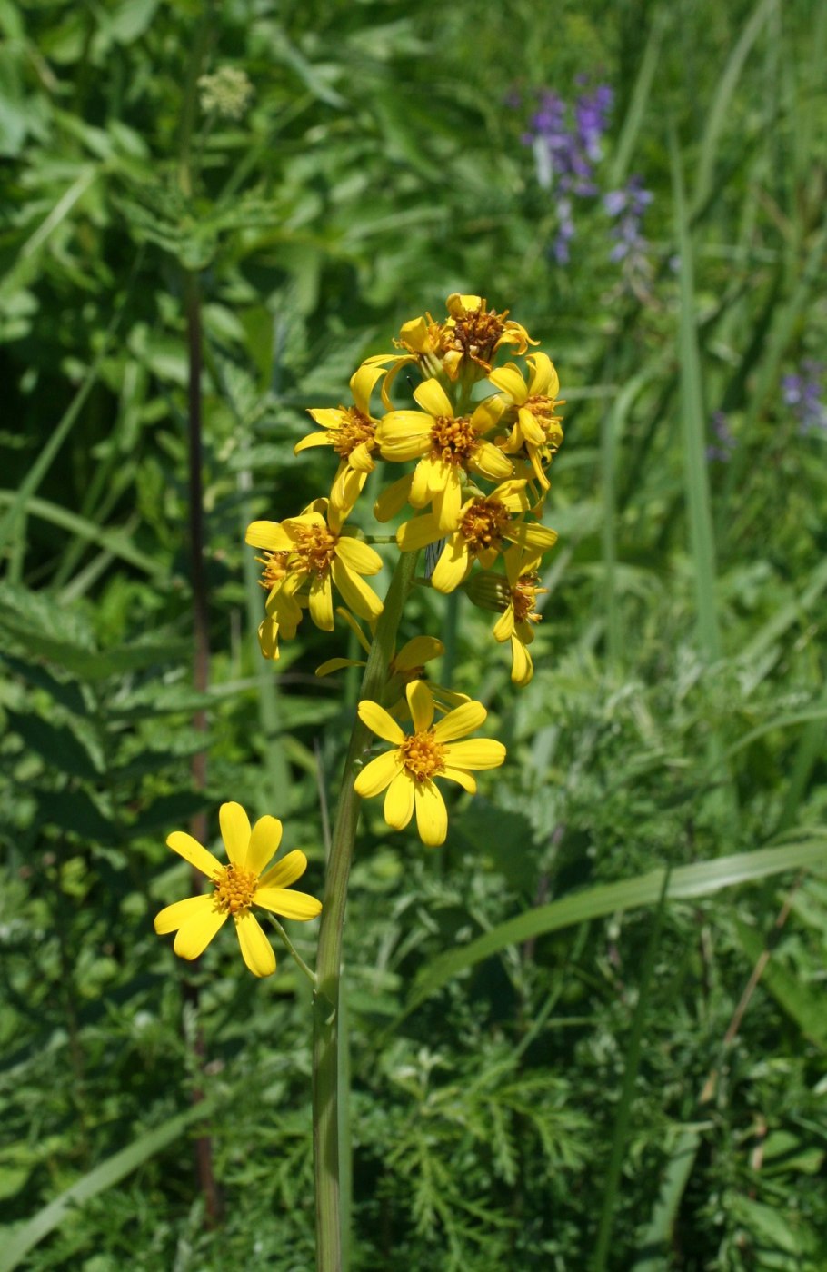 Бузульник Кэндллайт