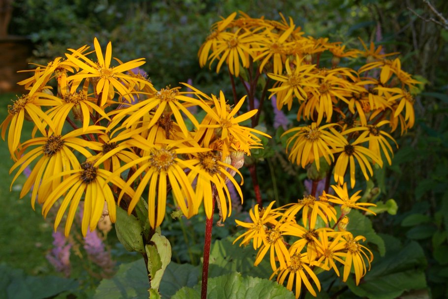 Бузульник зубчатый 'desdemona'