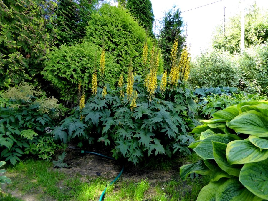 Бузульник пржевальского рокет