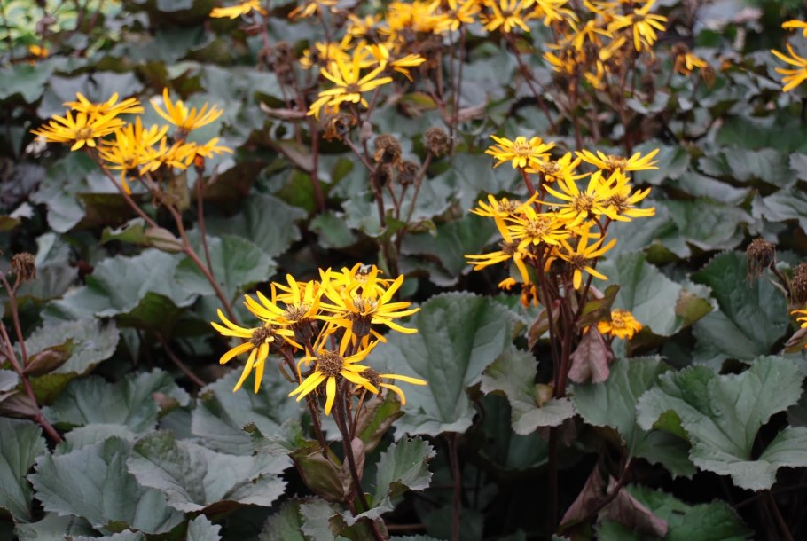 Бузульник бритт мари кроуфорд