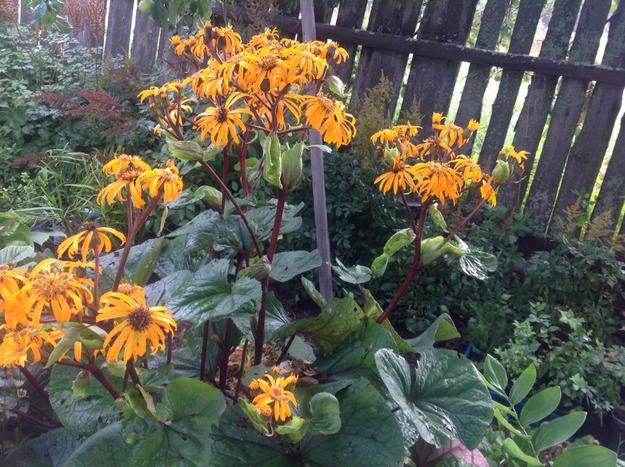 Бузульник миднайт леди