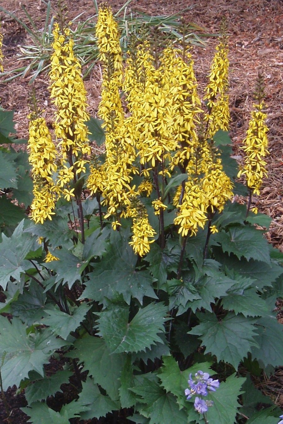 Бузульник узкоголовчатый