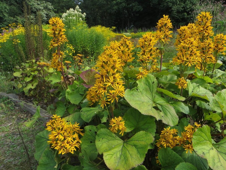 Бузульник хессей