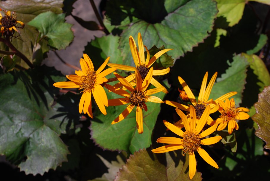 Бузульник зубчатый отелло