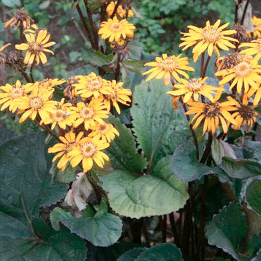 Бузульник мари кроуфорд