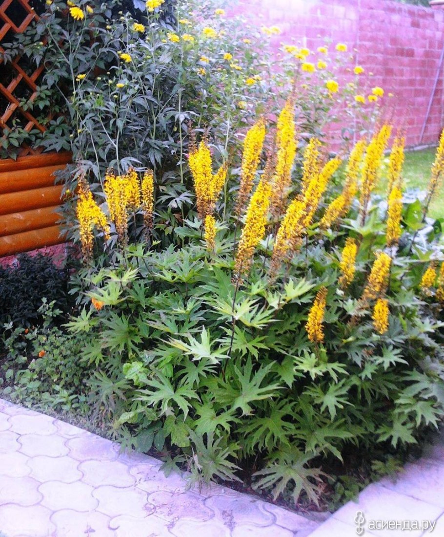 Бузульник лигулярия пржевальского