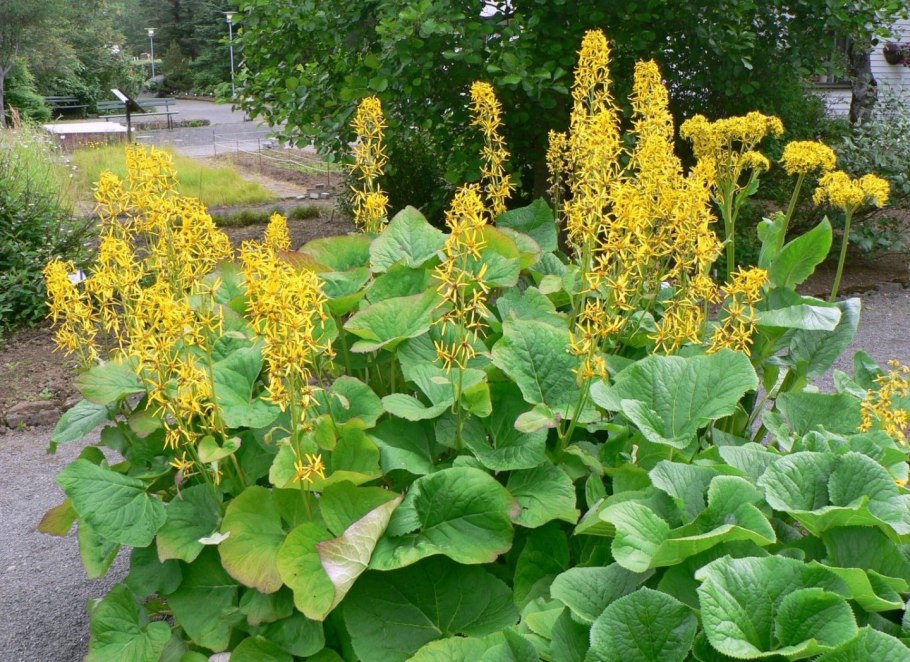 Бузульник Воробьева