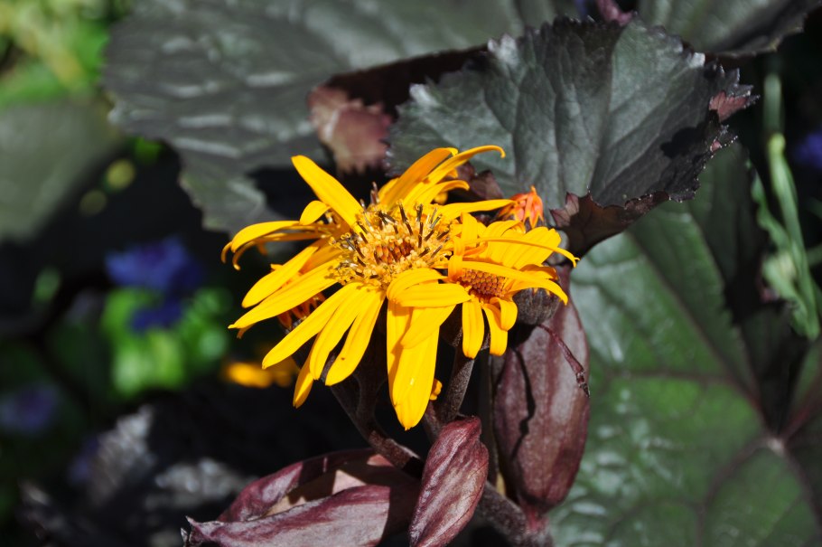 Бузульник Сибирский (Ligularia sibirica)