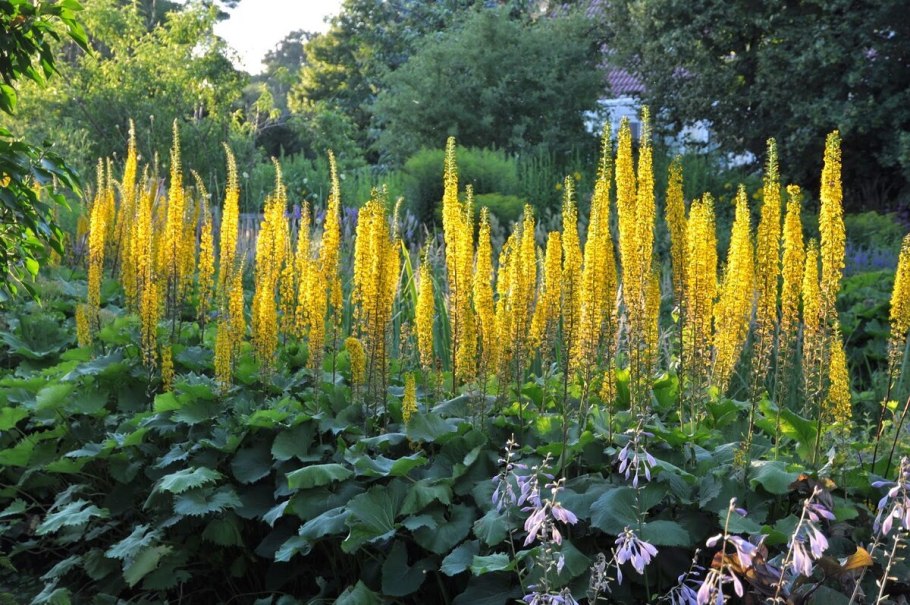 Бузульник фишера (ligularia fischeri)