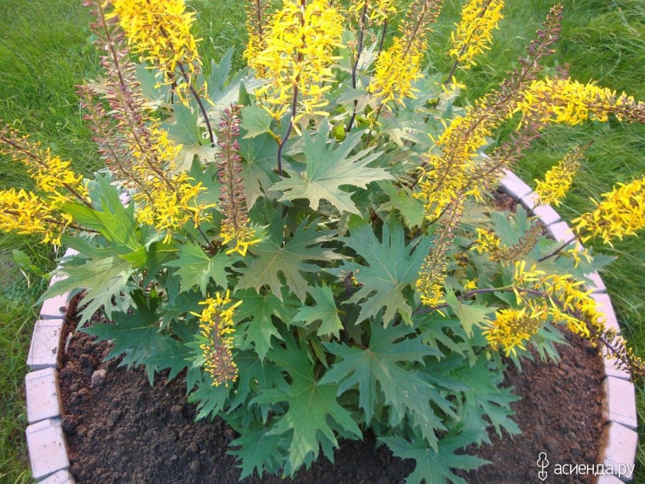 Бузульник лигулярия пржевальского