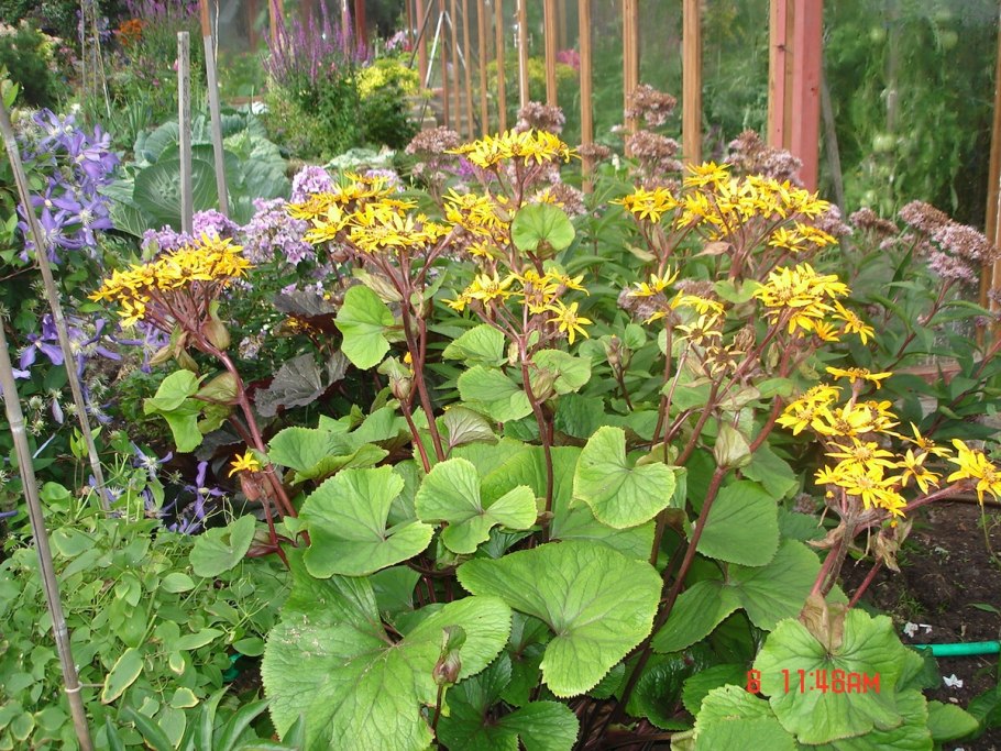 Бузульник узкоголовчатый