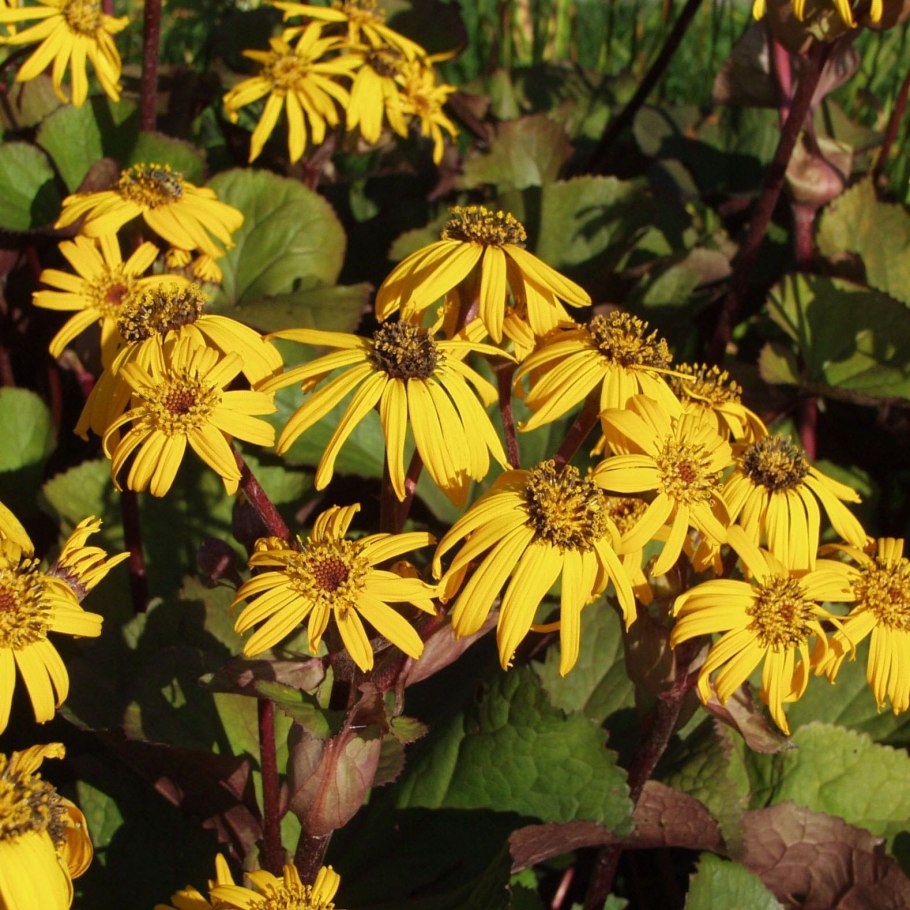 Бузульник зубчатый дездемона