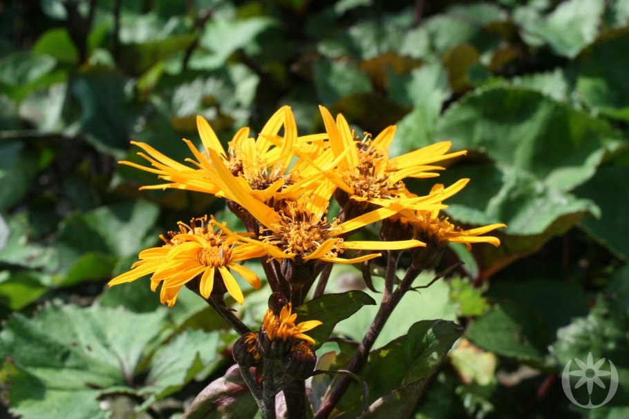 Бузульник зубчатый отелло