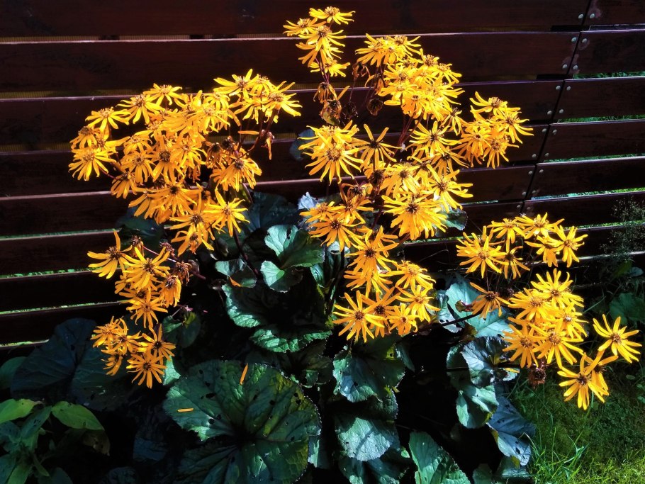 Бузульник дездемона