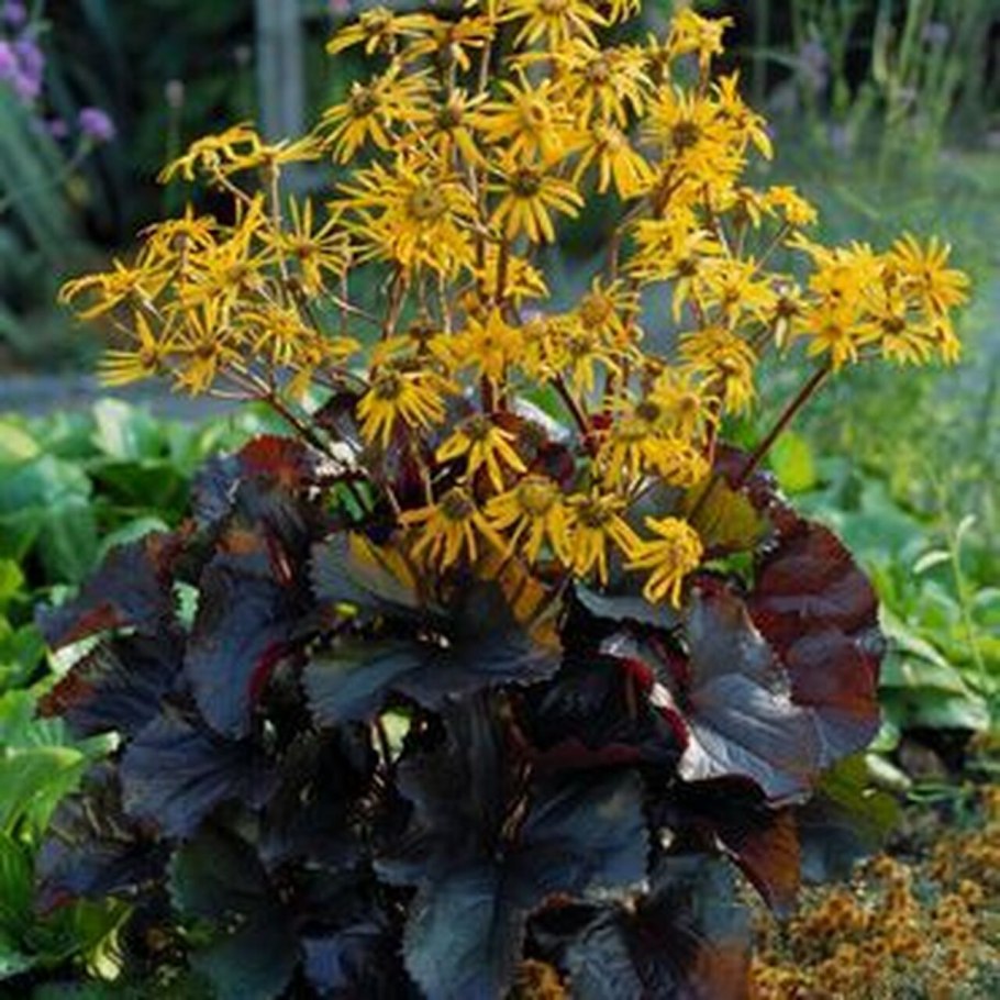 Бузульник бритт мари кроуфорд