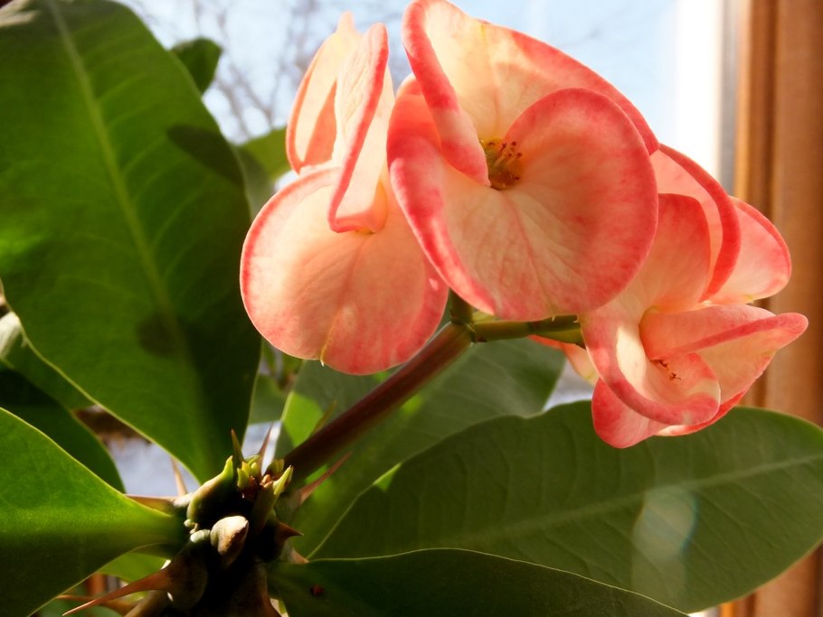 Цветок эуфорбия миля