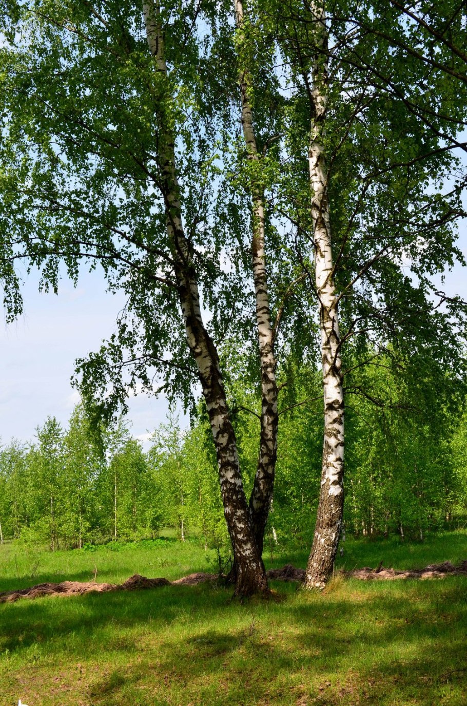 Береза Алтайского края