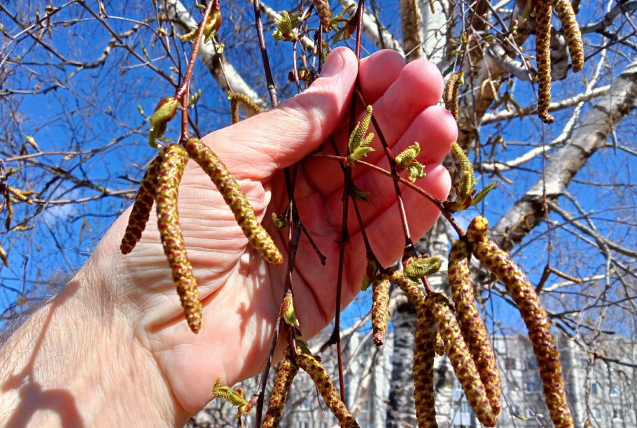 Береза обыкновенная (Betula Alba)
