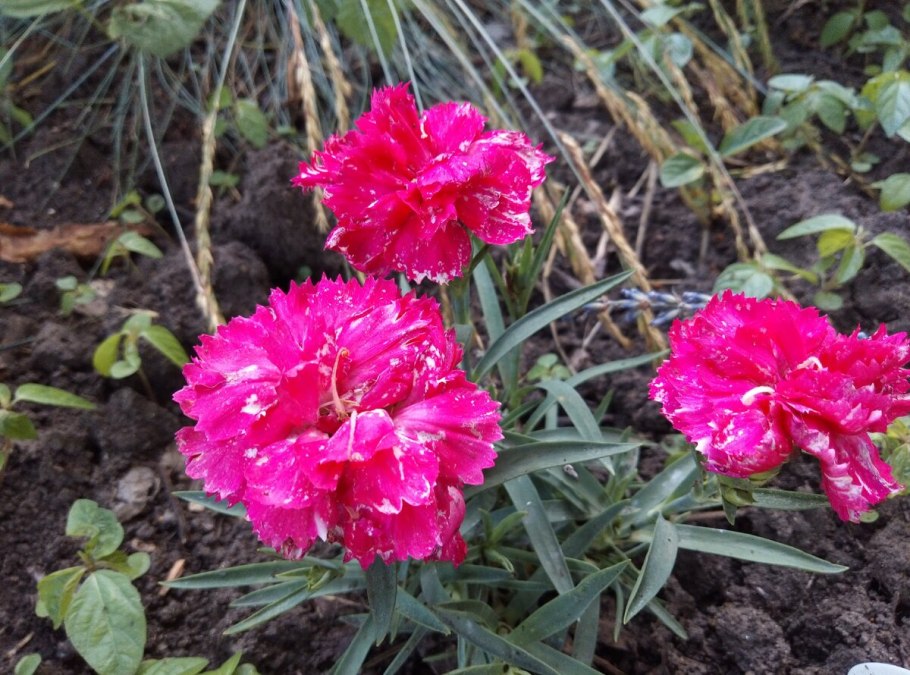 Гвоздика турецкая Жоржетта