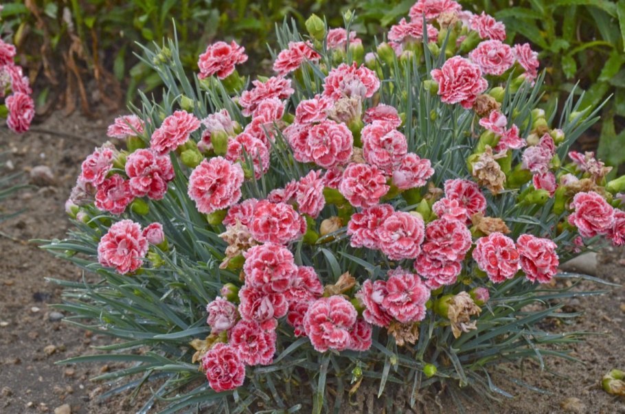 Гвоздика Dianthus caryophyllus