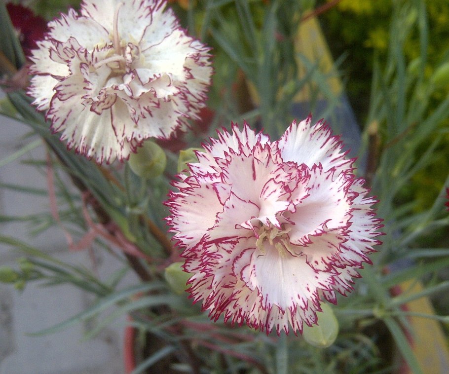 Гвоздика Dianthus