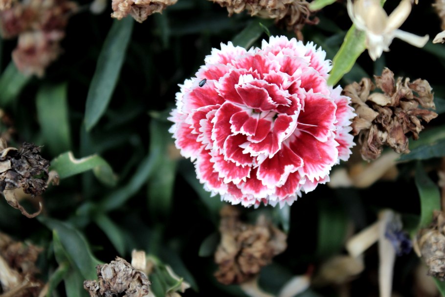 Гвоздика садовая авранчин