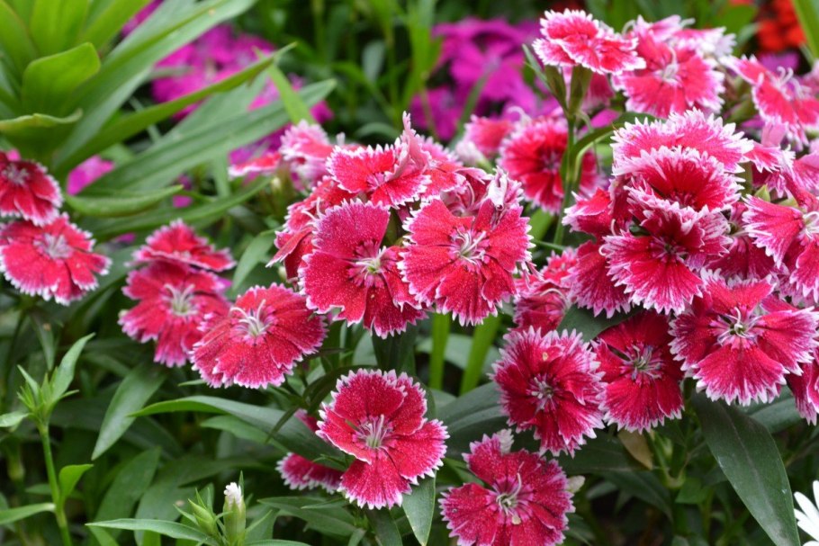 Китайская гвоздика