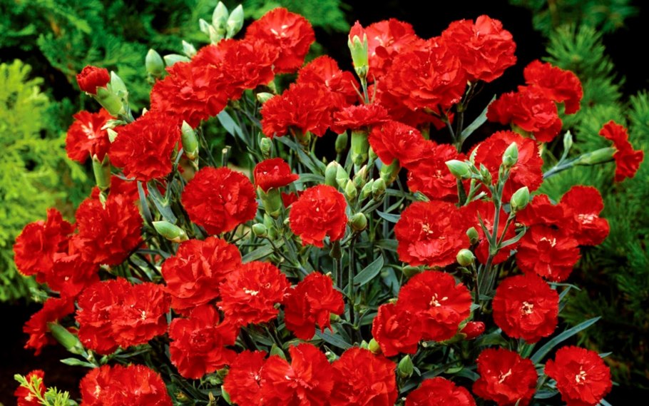 Гвоздика садовая шабо красная