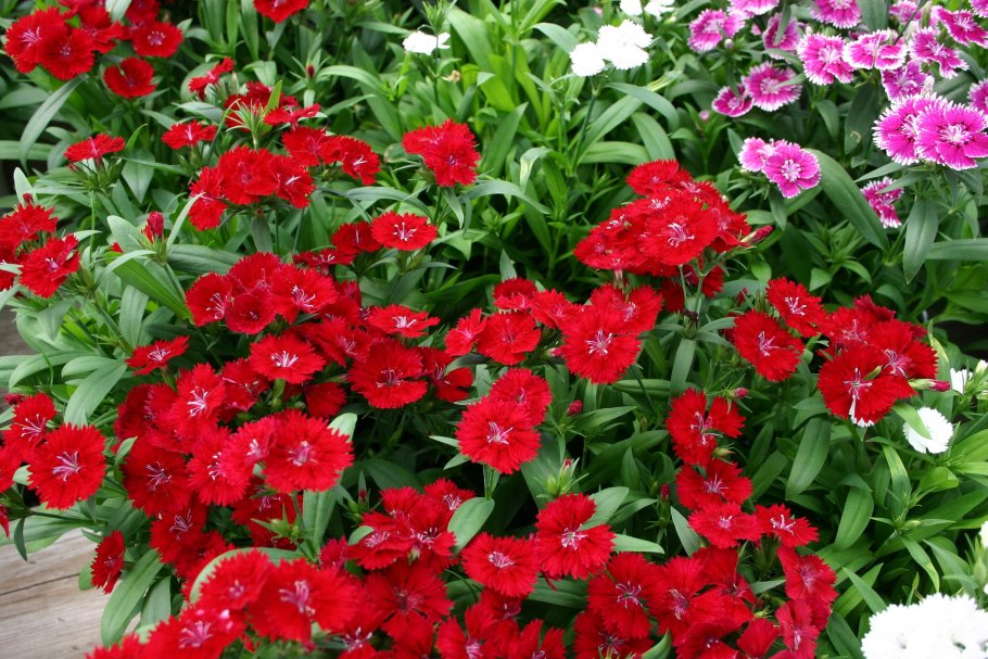 Садовая гвоздика (Dianthus caryophyllus)