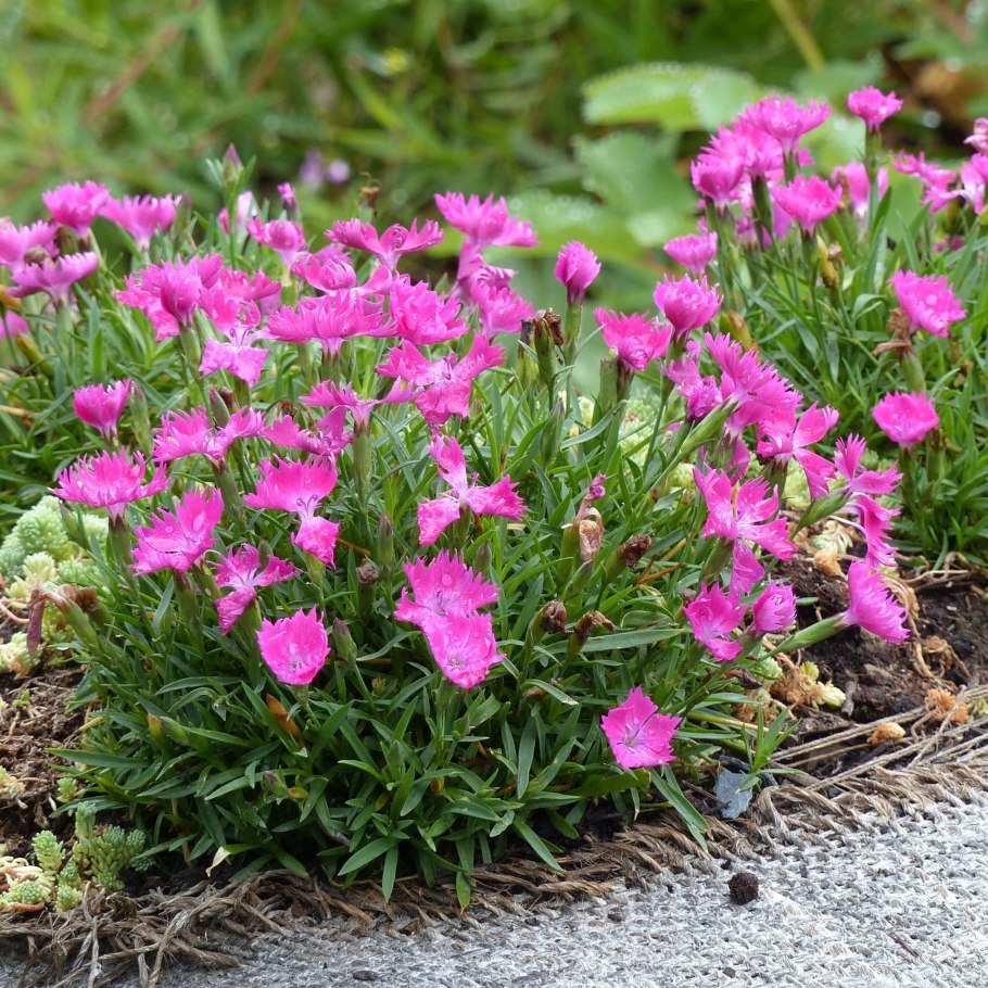 Гвоздика травянка (dianthus deltoides)