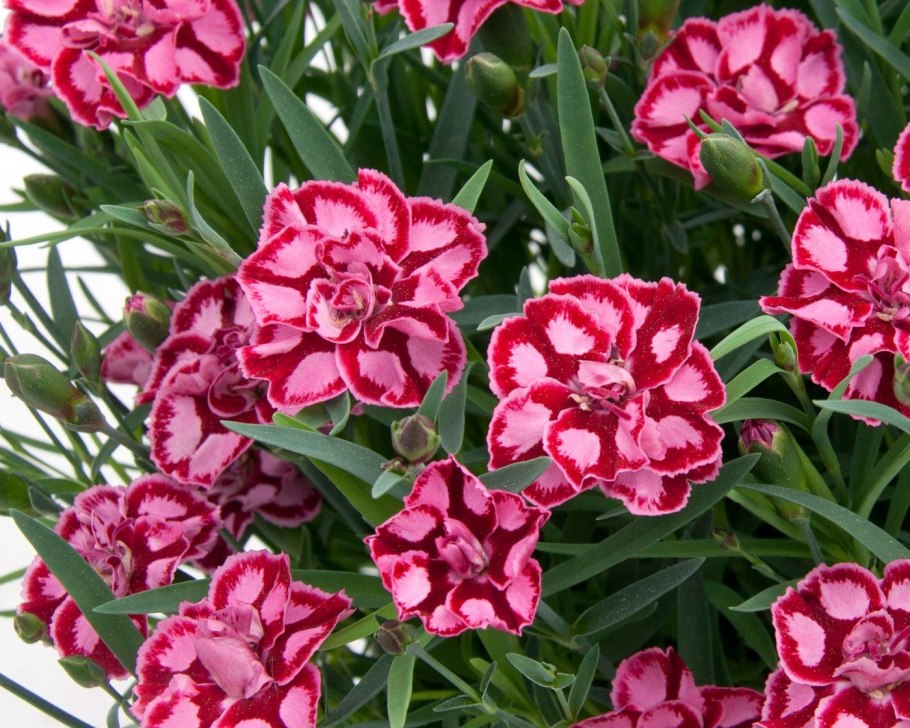 Гвоздика перистая Садовая