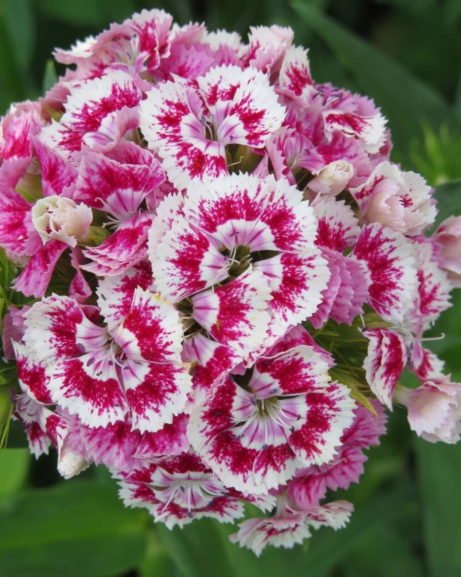 Гвоздика травянка (Dianthus deltoides)