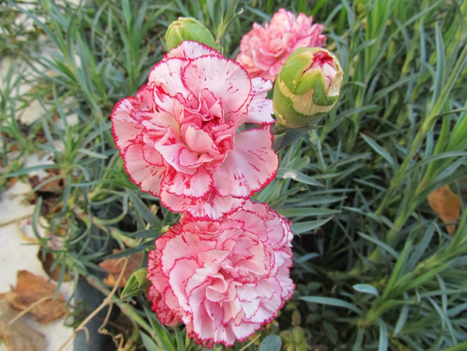 Гвоздика многолетняя низкорослая