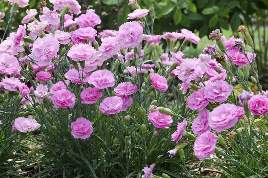 Гвоздика перистая махровая многолетняя