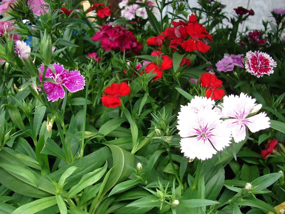 Dianthus tetralepis