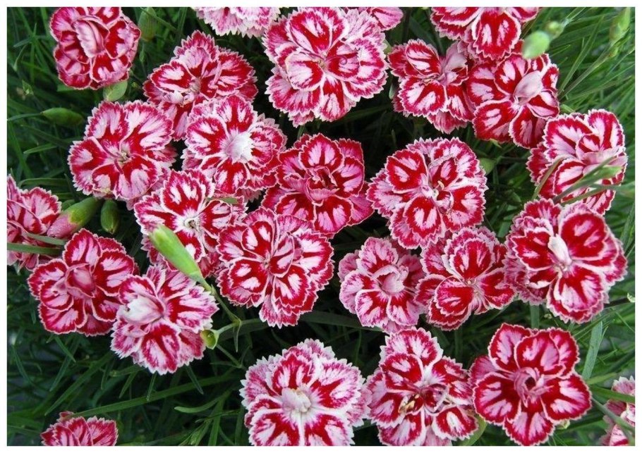 Гвоздика турецкая Холборн Глория