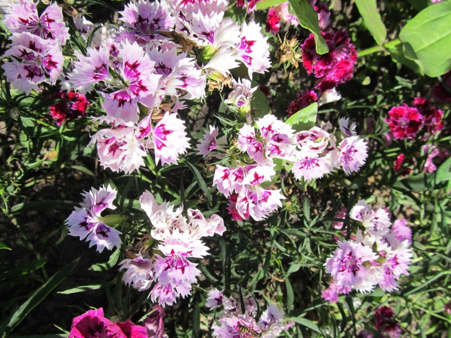 Гвоздика перистая диана