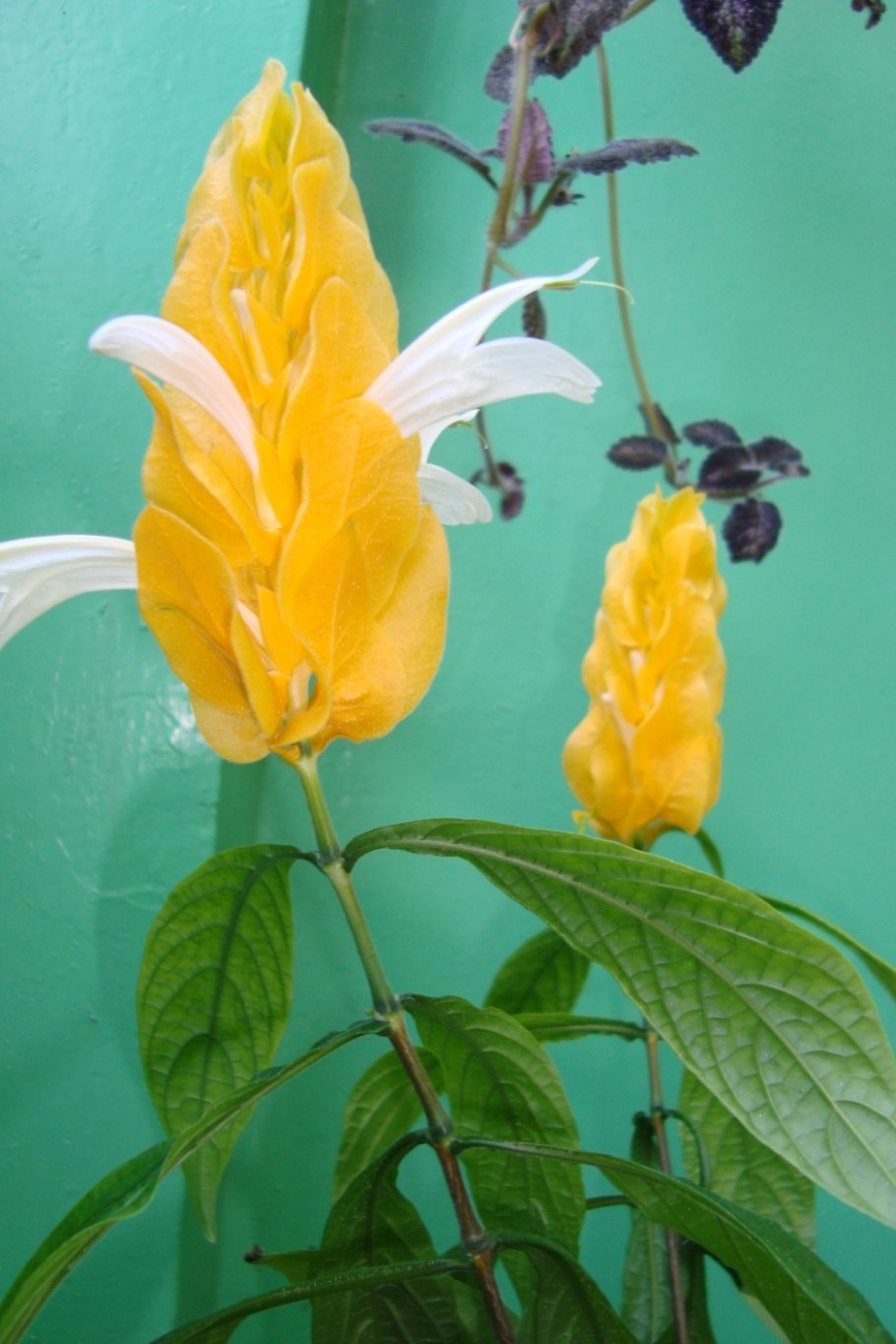 Кроссандра Пахистахис