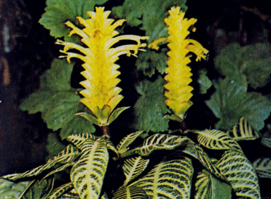 Acanthaceae Aphelandra
