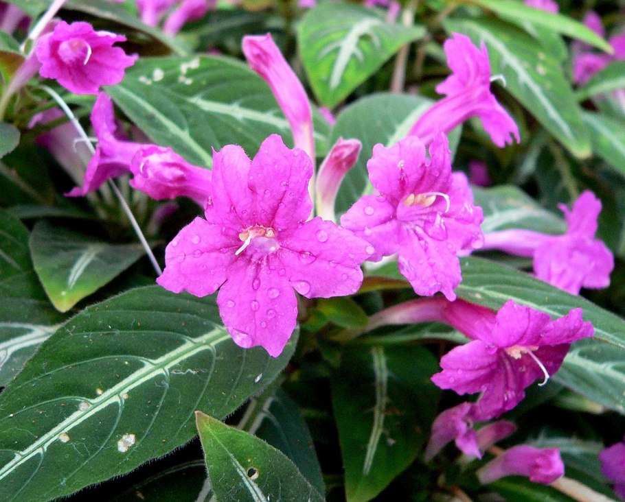 Руэллия Ruellia диптеракантус