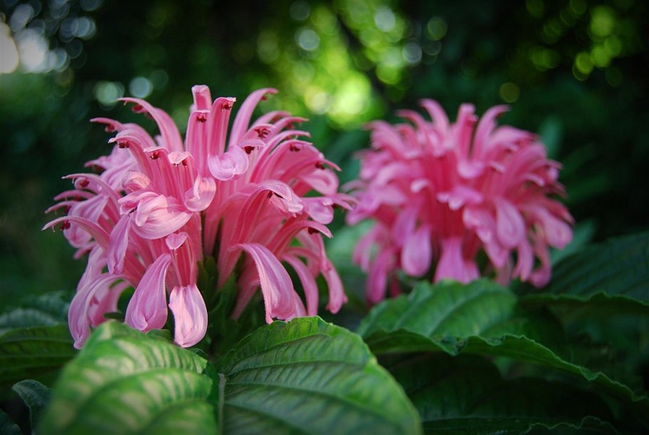 Якобиния Джустика