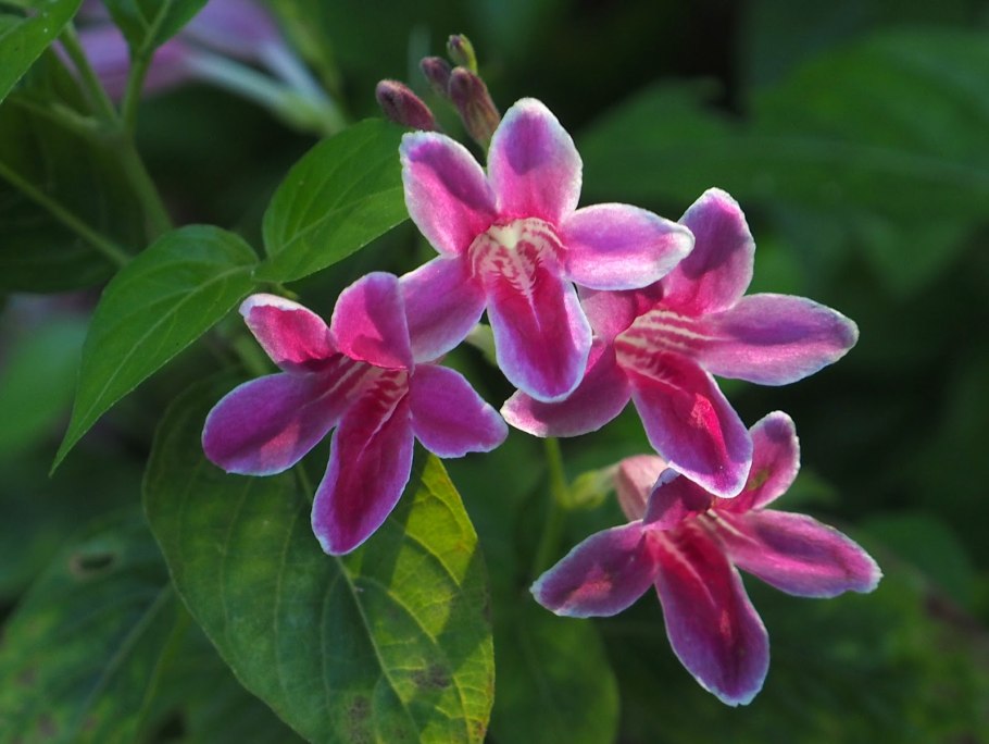 Санхеция благородная