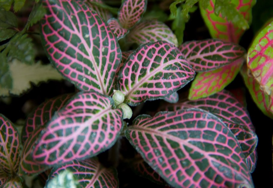 Фиттония скелетон