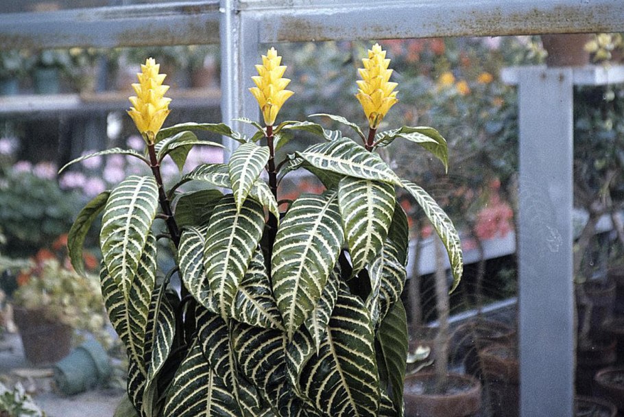 Белопероне гуттата