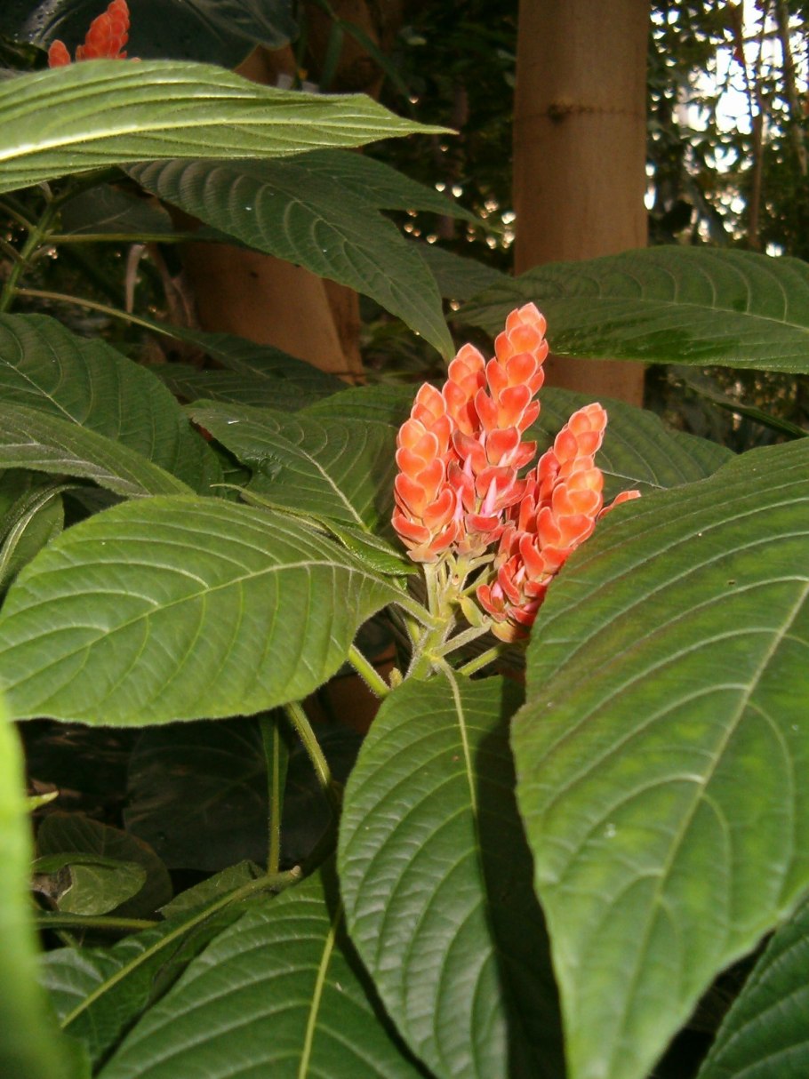 Aphelandra aurantiaca