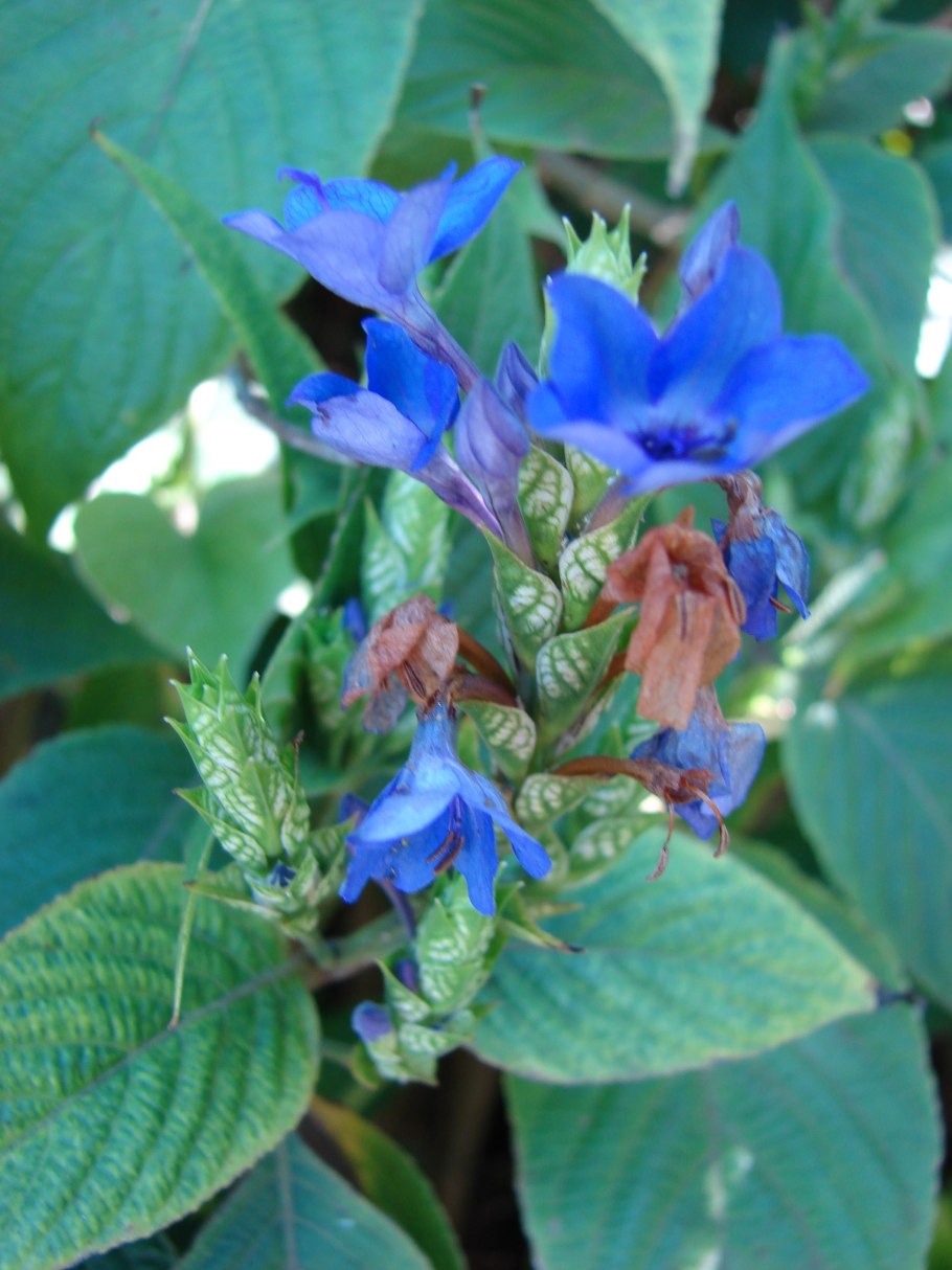 Санхеция цветок