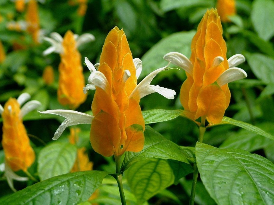 Кроссандра Пахистахис