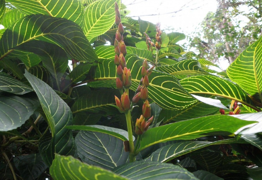 Санхеция в природе